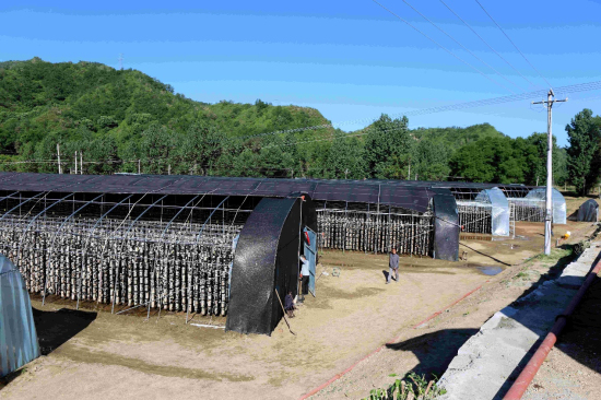 金融街集团结对帮扶的城南庄镇大岸底村木耳产业项目基地